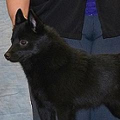 Schipperkes and Siberian Huskies from Yuki Ookami Show Kennel