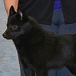 Schipperkes and Siberian Huskies from Yuki Ookami Show Kennel