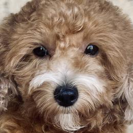 Yaffa - Maltipoo