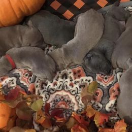 Weimaraners from Wags Weimaraner