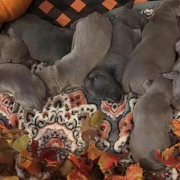 Weimaraners from Wags Weimaraner