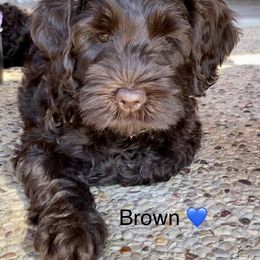 Australian Labradoodle Puppies from Lakeview Labradoodles