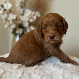 Biscoff - Apricot male Goldendoodle puppy in Caldwell, Idaho from Leila Pearson