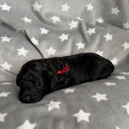 AKC Apollo - Red - Black male Poodle puppy in Baytown, Texas from Charlotte & Co. Miniature Poodles