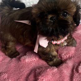Shih Tzu Puppies from Glorious Shih Tzu