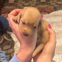 Martha Washington - Cream female Dachshund puppy in Summertown, Tennessee from The Dapper Dachshund