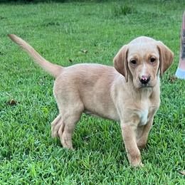 Pink - Yellow female Labrador Retriever puppy in Dennis, Mississippi from Outlaw Ridge Kennels