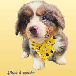 Taco - Gray and white male American Corgi puppy in Mansfield, Ohio from Moonrise corgis