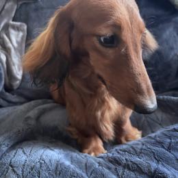 Lana - Dachshund