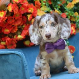 Peanut butter - Chocolate and cream male Dachshund puppy in Woodbine, Georgia from Walker's Minidachs