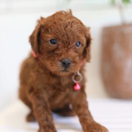 Bailey - Red  female Goldendoodle puppy in Stevens, Pennsylvania from Pebble Paws Lane