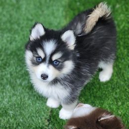 Jasper - Black and white male Pomsky puppy in Albany, Indiana from Hatz Off Puppies