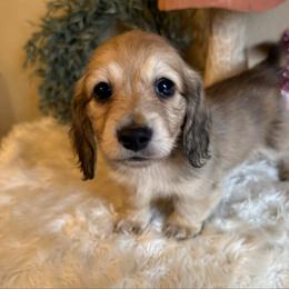 Puppy 4 - Cream male Dachshund puppy in Perryville, Maryland from Heavenly Heritage Dachshunds and Doods