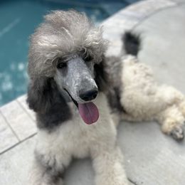 Anakin - Poodle