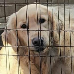 Chestnut - Golden Retriever