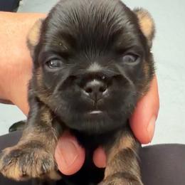 Girl 1 - Belge female Brussels Griffon puppy in Yucaipa, Texas from Griffs & Giggles Ranch - The Cortez Family