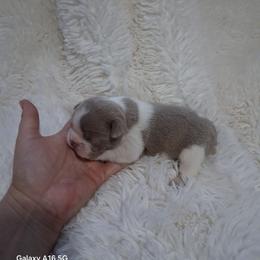 Vegas - Lilac female Boston Terrier puppy in Catawba, North Carolina from Lil Wiggles Boston Terriers