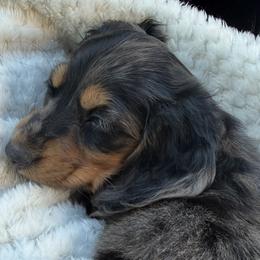 Dachshunds from Furry Friends Kennel