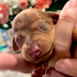Asher - Dapple male Dachshund puppy in Fontana, California from DOXI.E.