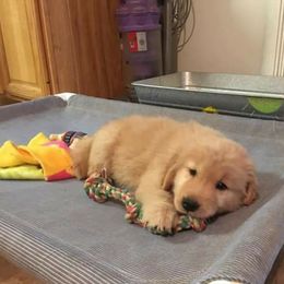 Golden Retriever Puppies from Journey Golden Retrievers