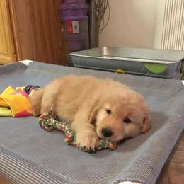 Golden Retriever Puppies from Journey Golden Retrievers