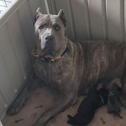 Deuce - Cane Corso