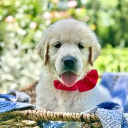 Mr. Shark - Light golden male Golden Retriever puppy in Midlothian, Texas from Brightest Days