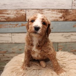 Goldendoodle Puppies from Two Ps in a Pod