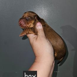 Boy 2 - Chocolate and tan male Dachshund puppy in Lansing, Michigan from Black Thunder 517 Dachshunds and frenchies