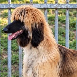 Afghan Hounds, Assorted Doodle Crosses, Aussiedoodles, Companion Crosses, Poodles, Yorkipoos, and Yorkshire Terriers from Teakwood Poodles of SoCal