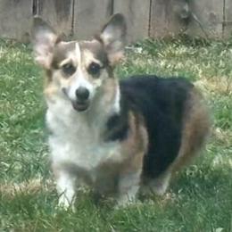 Baily - Black and tan female Pembroke Welsh Corgi puppy in Mcarthur, Ohio from Bentley Corgis LLC