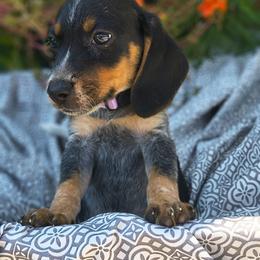 Jolene - Black tan and bluetick female Beagle puppy in Robbins, Tennessee from Orange Mountain Basset Hounds & Beagles