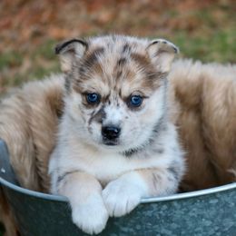 Pomeranian and Pomsky Puppies from Husky Hill Kennel