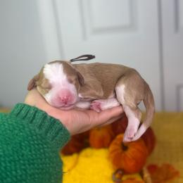 Riddle - Red male Bernedoodle puppy in Fort Myers, Florida from Little Golden Farm