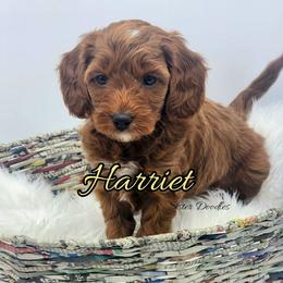 Harriet - Red  female Goldendoodle puppy in Humboldt, Minnesota from Sister Doodles