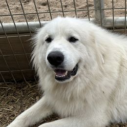 Moonshine - Great Pyrenees