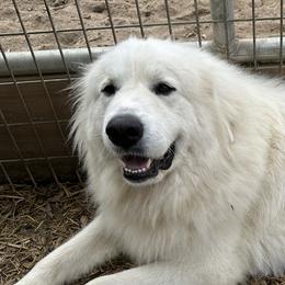 Moonshine - Great Pyrenees