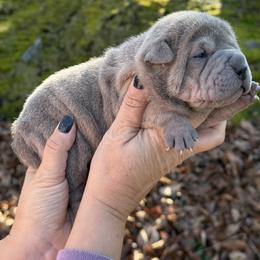 Jingle - Blue male Chinese Shar-Pei puppy in North Carolina from Amy Mahaffey's Chinese Shar-Pei