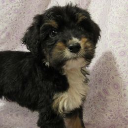 Aussiedoodle, Australian Shepherd, and Poodle Puppies from Kay Kay's Pupper Patch