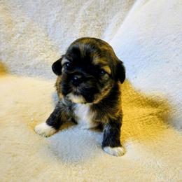 Laurel - Brindle female Lhasa Apso puppy in Hillsboro, Oregon from Luv-N-Laughter Lhasa Apsos