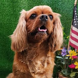 Journey - Cavalier King Charles Spaniel