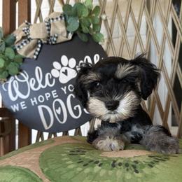 Cove - Black male Miniature Schnauzer puppy in Silver Creek, Mississippi from Mamie’s Minis, LLC