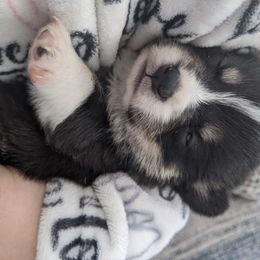 American Corgi and Pembroke Welsh Corgi Puppies from Casa Del Corgi