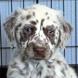 Bean - Long coat Dalmatian - White and liver brown male Dalmatian puppy in Sedalia, Missouri from Missouri Dalmatians