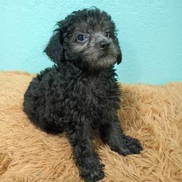 Twilight - Black female Poodle puppy in Neosho, Missouri from Star Light Pups