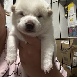 Nami -wave - Cream female Shiba Inu puppy in Lehigh Acres, Florida from SWFL Happy Dogs