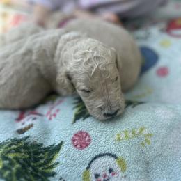 Pinky - Cream female Goldendoodle puppy in Cameron Park, California from Silkie Doodles
