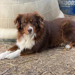 Rick - Miniature Australian Shepherd