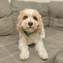 Padme - Goldendoodle