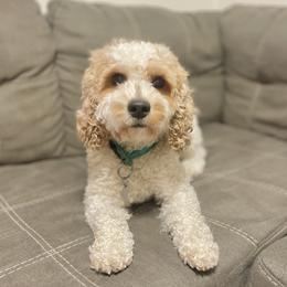 Padme - Goldendoodle